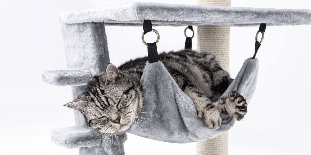 Cat Tree Buying Guide: Elevate Your Pet's Well-Being | Peroz – PEROZ